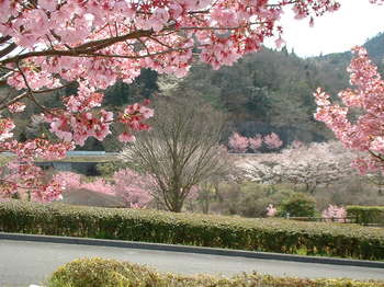 台ダムの桜 (1).JPG