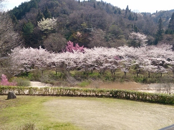 台ダムの桜 (1).jpg