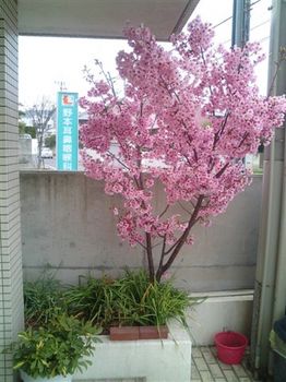 松山の陽光桜.JPG