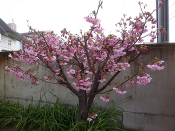 松末の桜.jpg