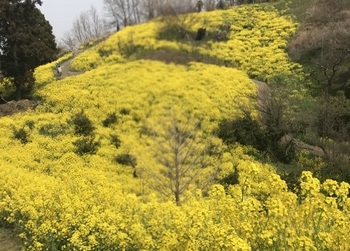 黄色の丘a.jpg